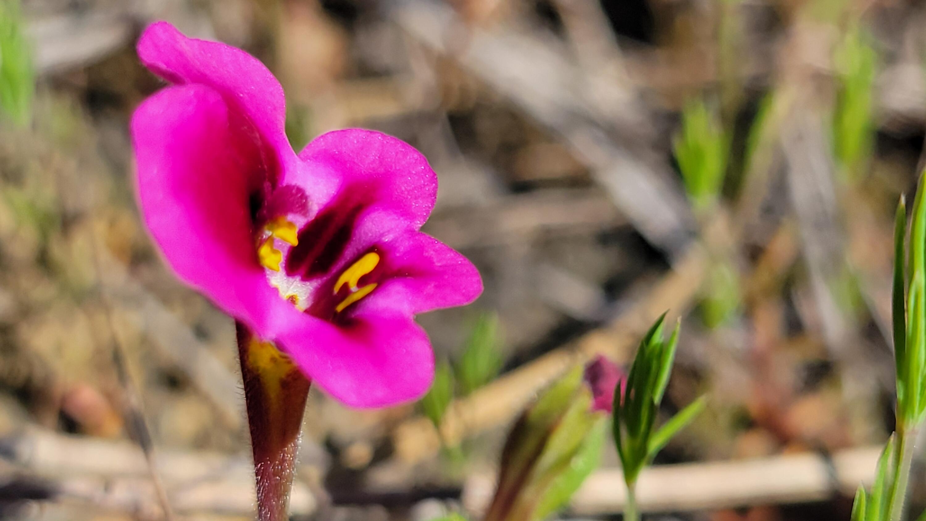 Lot 65 Gogo Road Igo, CA 96047 - Photo 5 of 70 20260309_164227