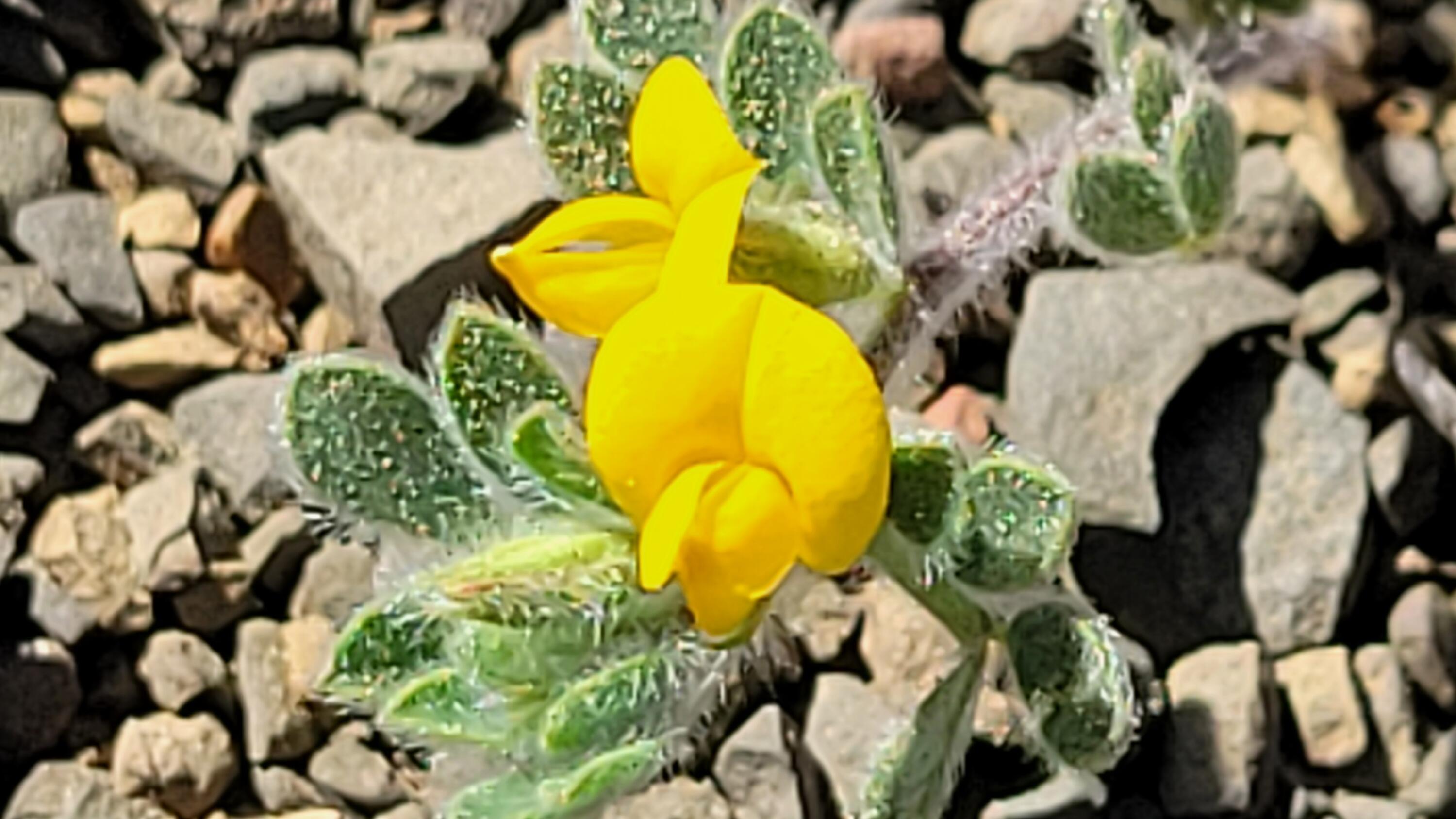 Lot 65 Gogo Road Igo, CA 96047 - Photo 67 of 70 20260324_154521