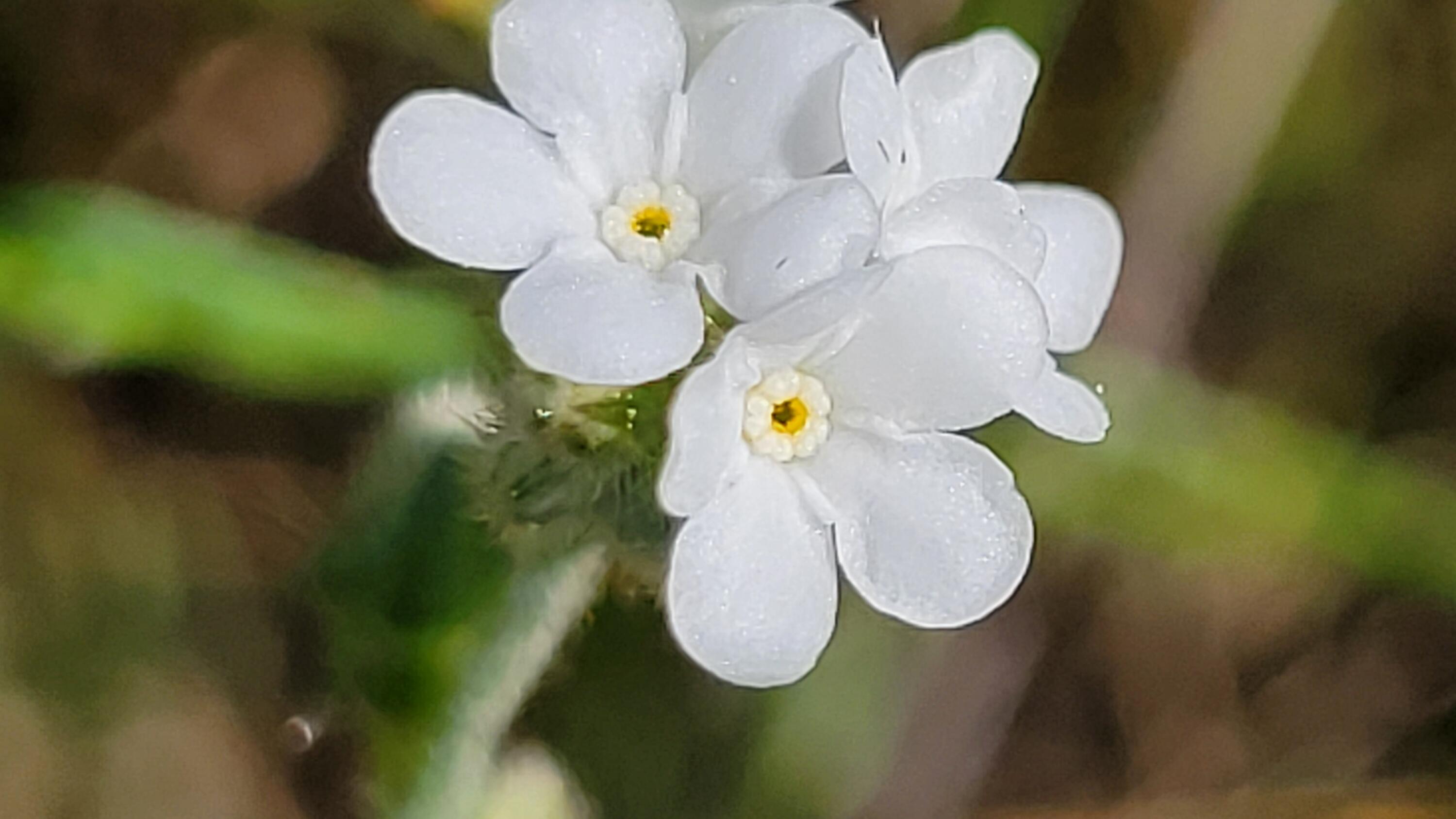 Lot 65 Gogo Road Igo, CA 96047 - Photo 10 of 70 20260324_131038