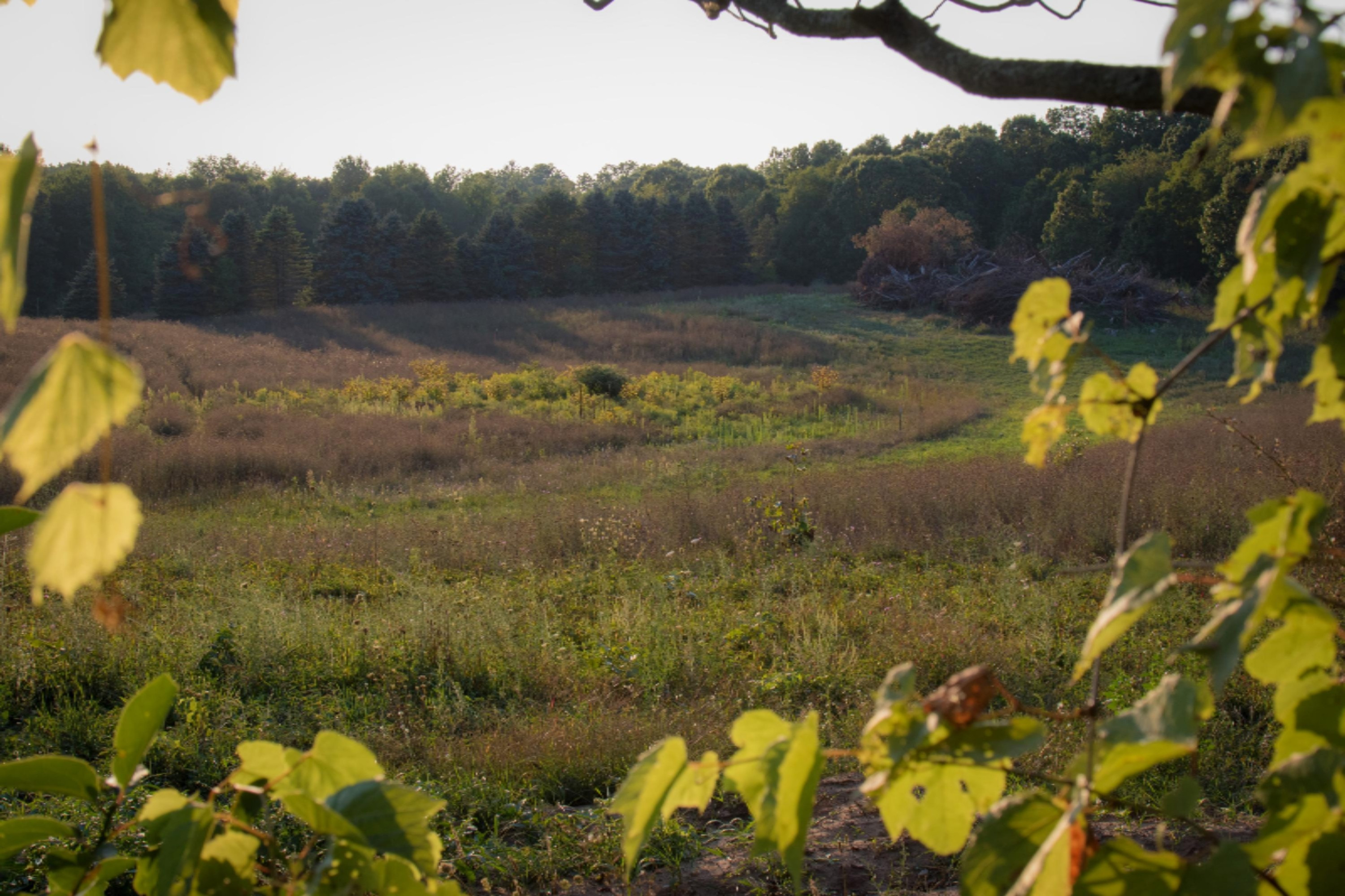 7107 West R Avenue Kalamazoo, MI 49009 - Photo 31 of 37 8 30 2017_MS_Open Field_Through the tree