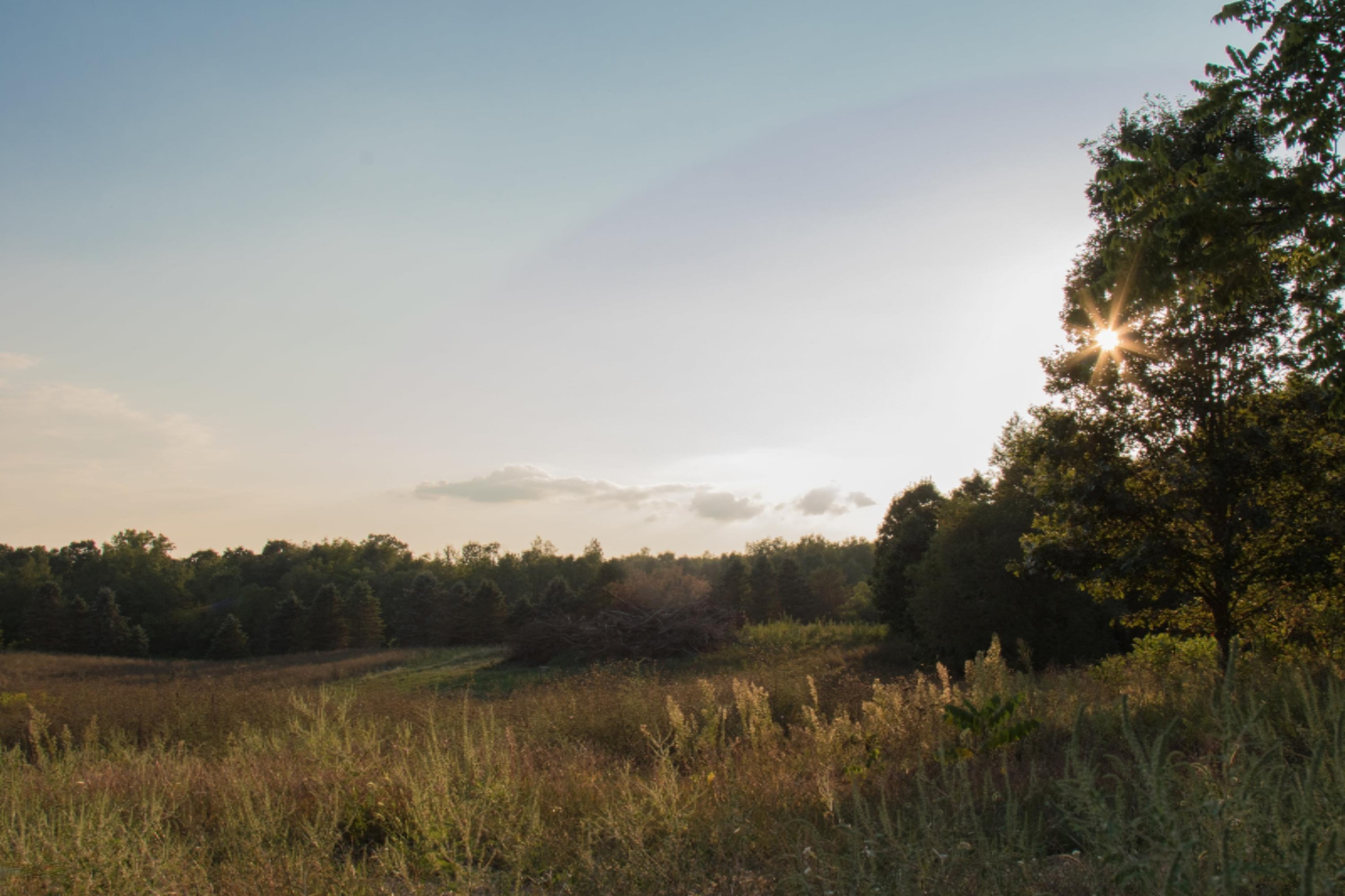 7107 West R Avenue Kalamazoo, MI 49009 - Photo 32 of 37 8 30 2017_MS_Open Field_Tree line-min