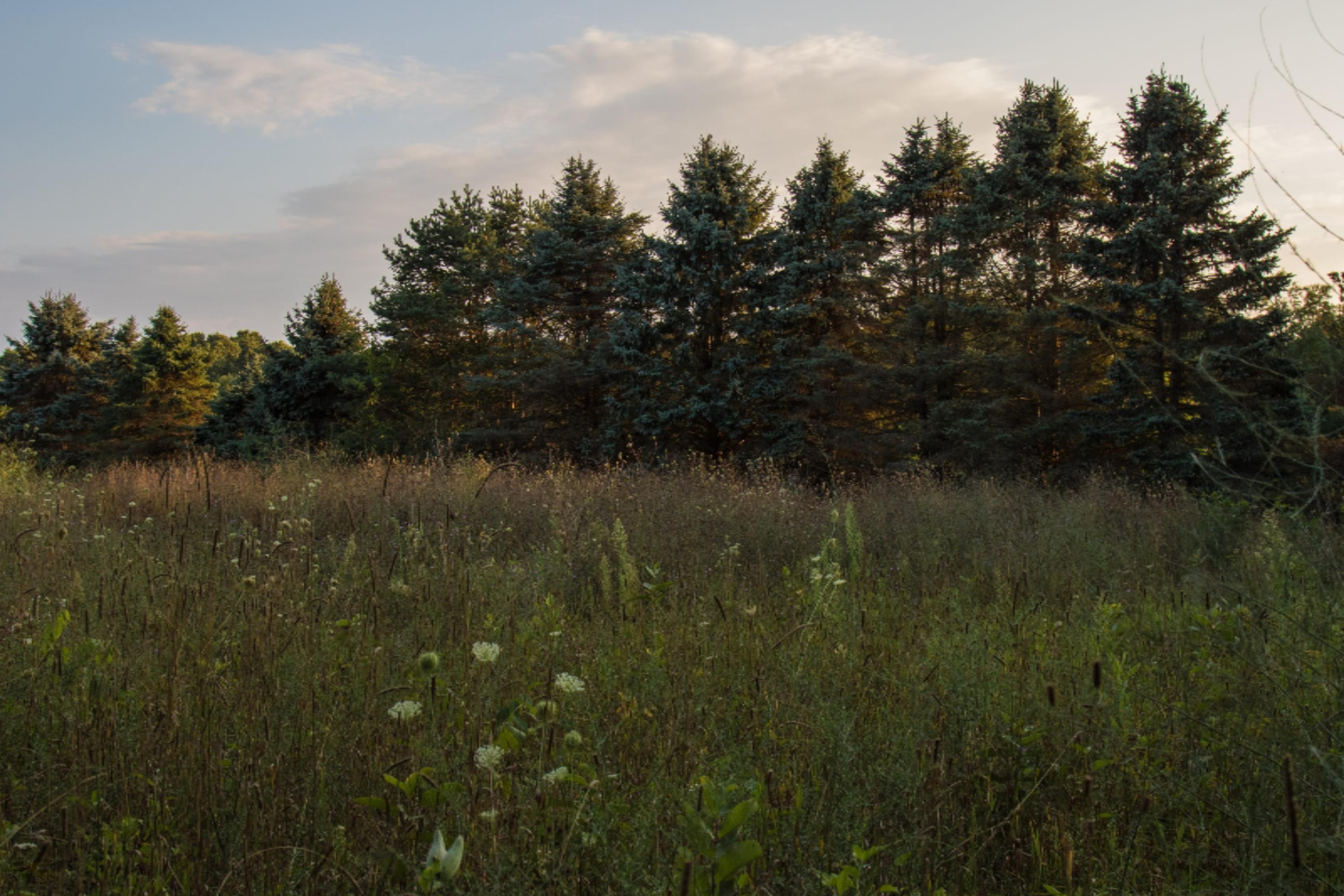 7107 West R Avenue Kalamazoo, MI 49009 - Photo 36 of 37 8 30 2017_MS_Tree line-min