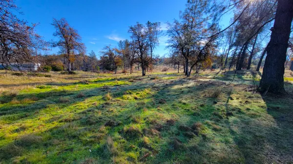 a view of a yard with lots of trees