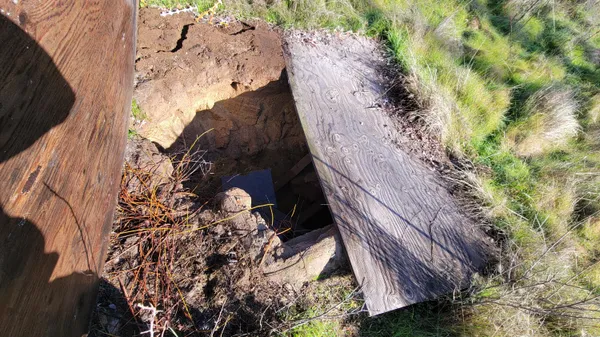 a view of yard with trees