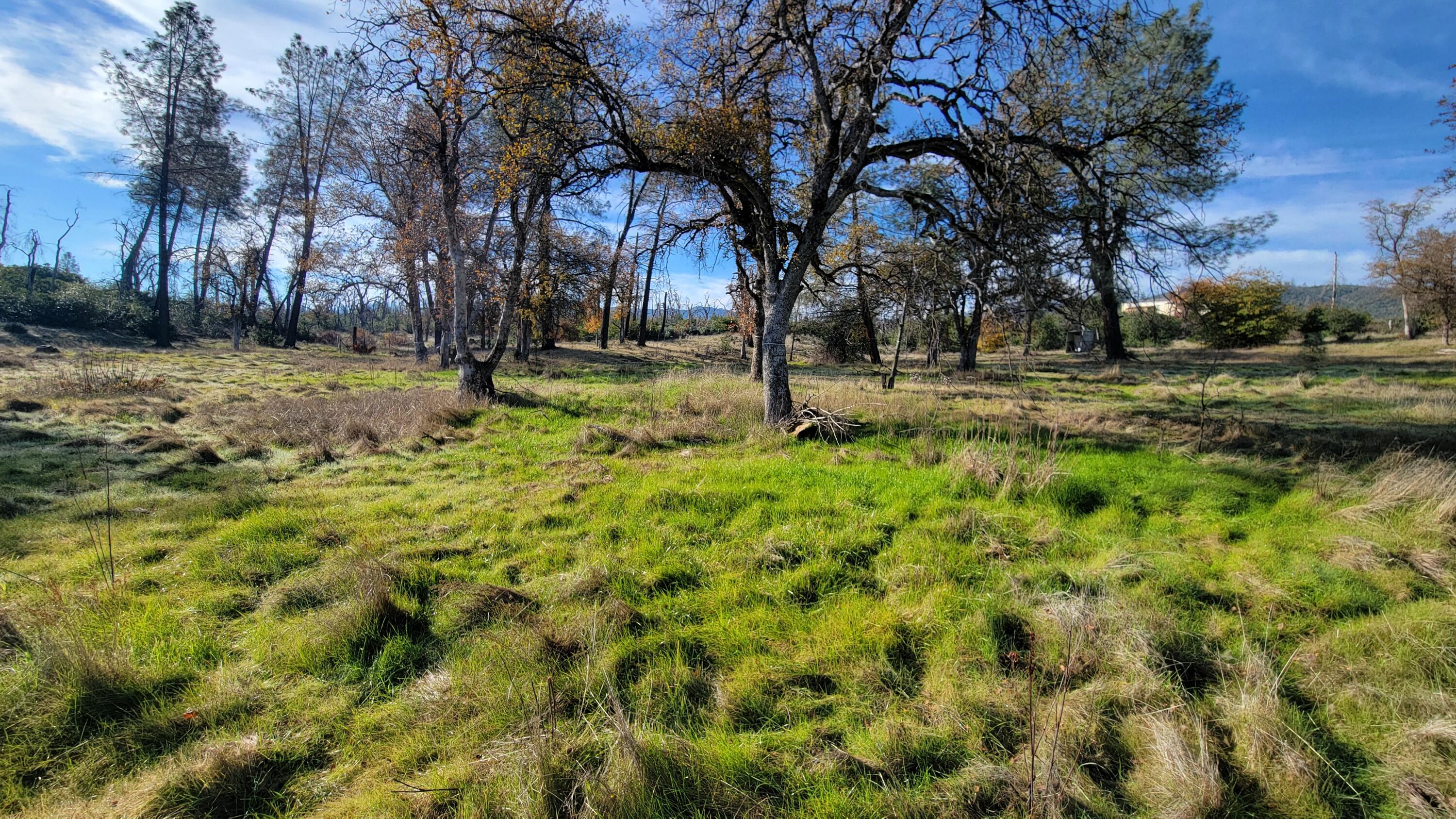 16107 Cagle Lane Redding, CA 96001 - Photo 18 of 20 a view of yard with trees