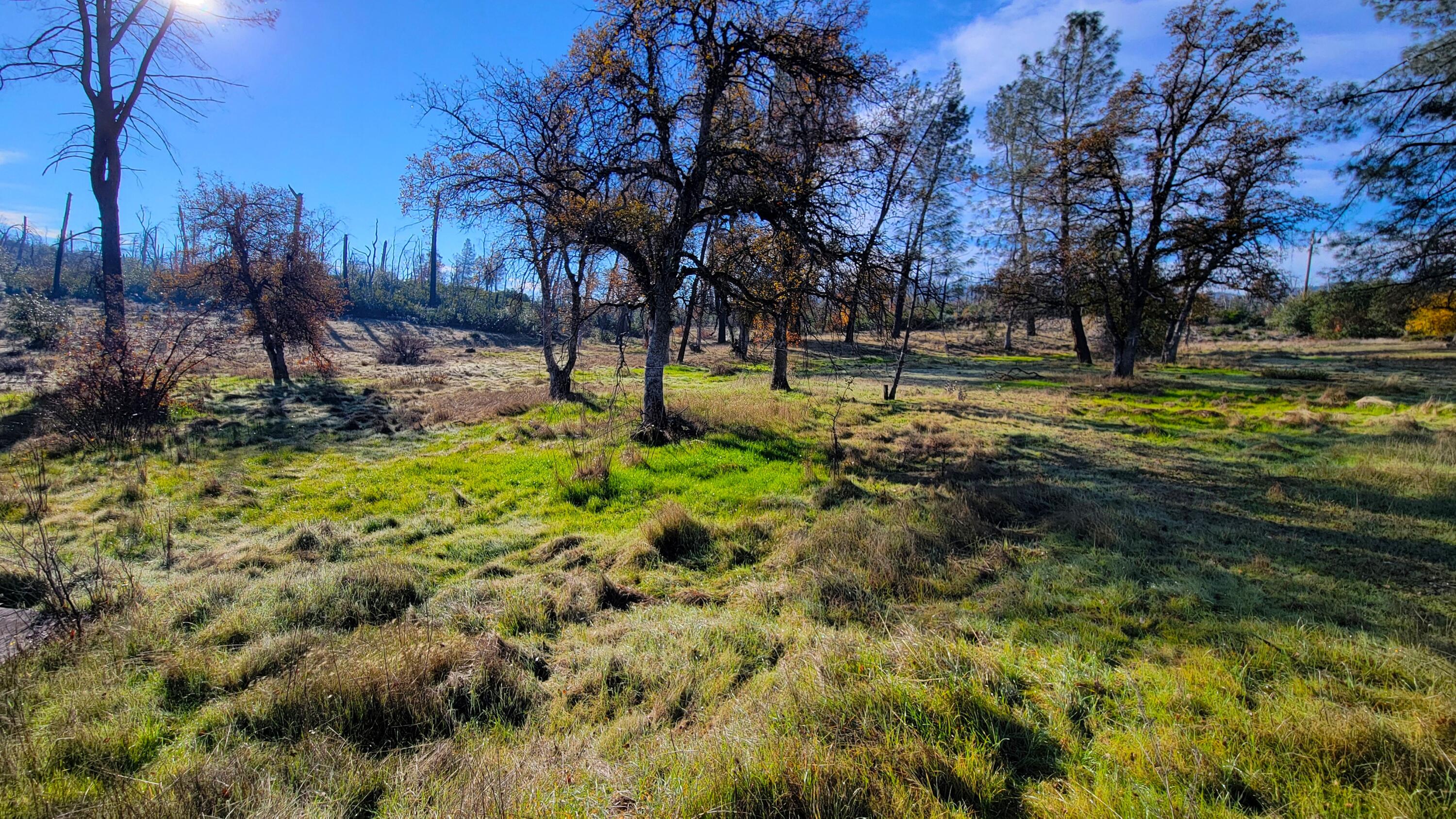 16107 Cagle Lane Redding, CA 96001 - Photo 3 of 20 a view of backyard with green space