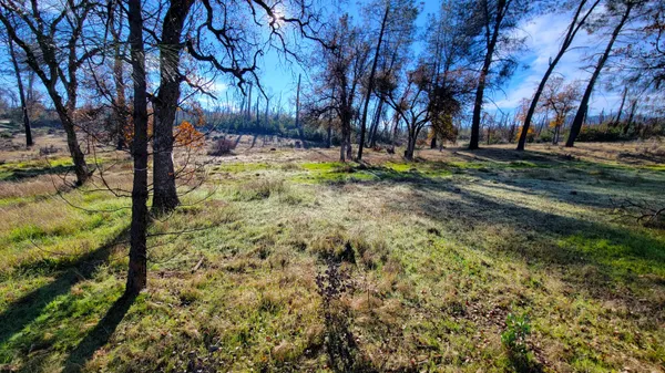 a view of yard with tree