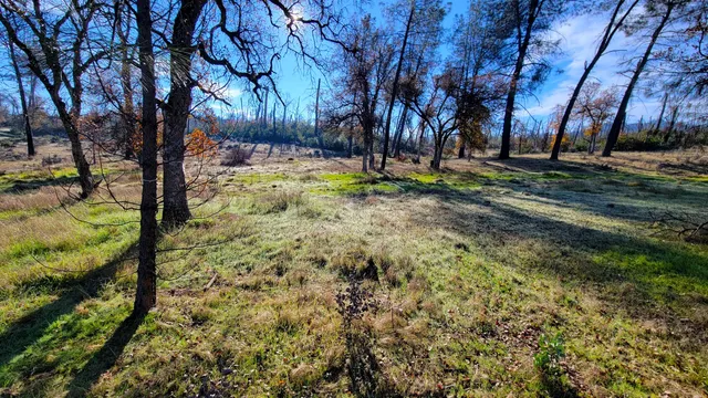 a view of yard with tree