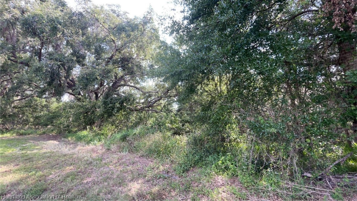 173 North Ed Wells Road Wauchula, FL 33873 - Photo 5 of 6 a view of a forest with trees in the background
