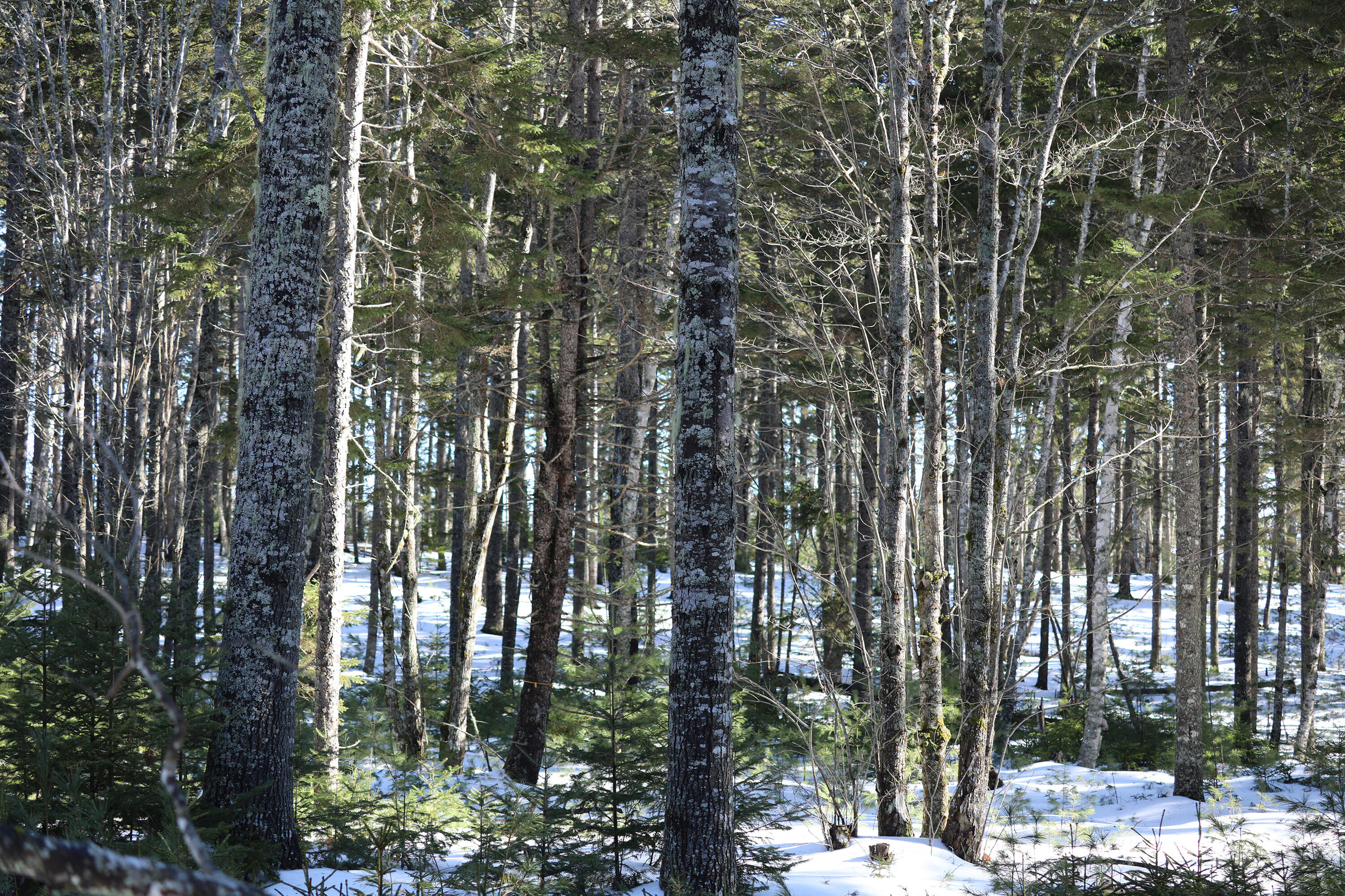 0 Carter Farm Road Surry, ME 04684 - Photo 3 of 3 184A0006