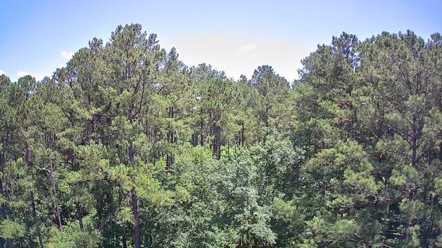 0 Nursery Road Reevesville, SC 29471 - Photo 3 of 11 0 Nursery 9