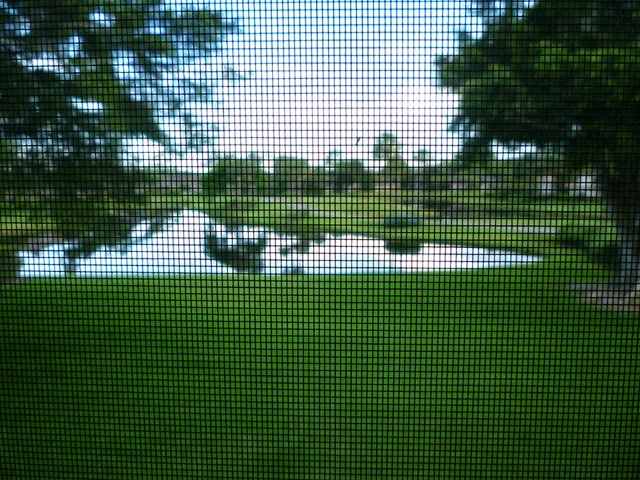 a view of a bird sitting on the roof