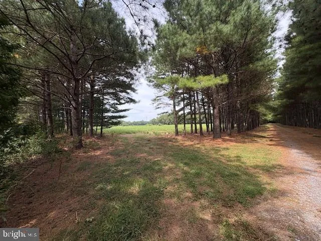 a view of trees with park