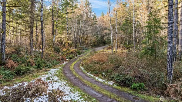 a view of a forest with trees