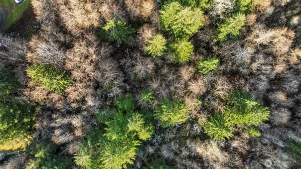 a view of a forest with plants