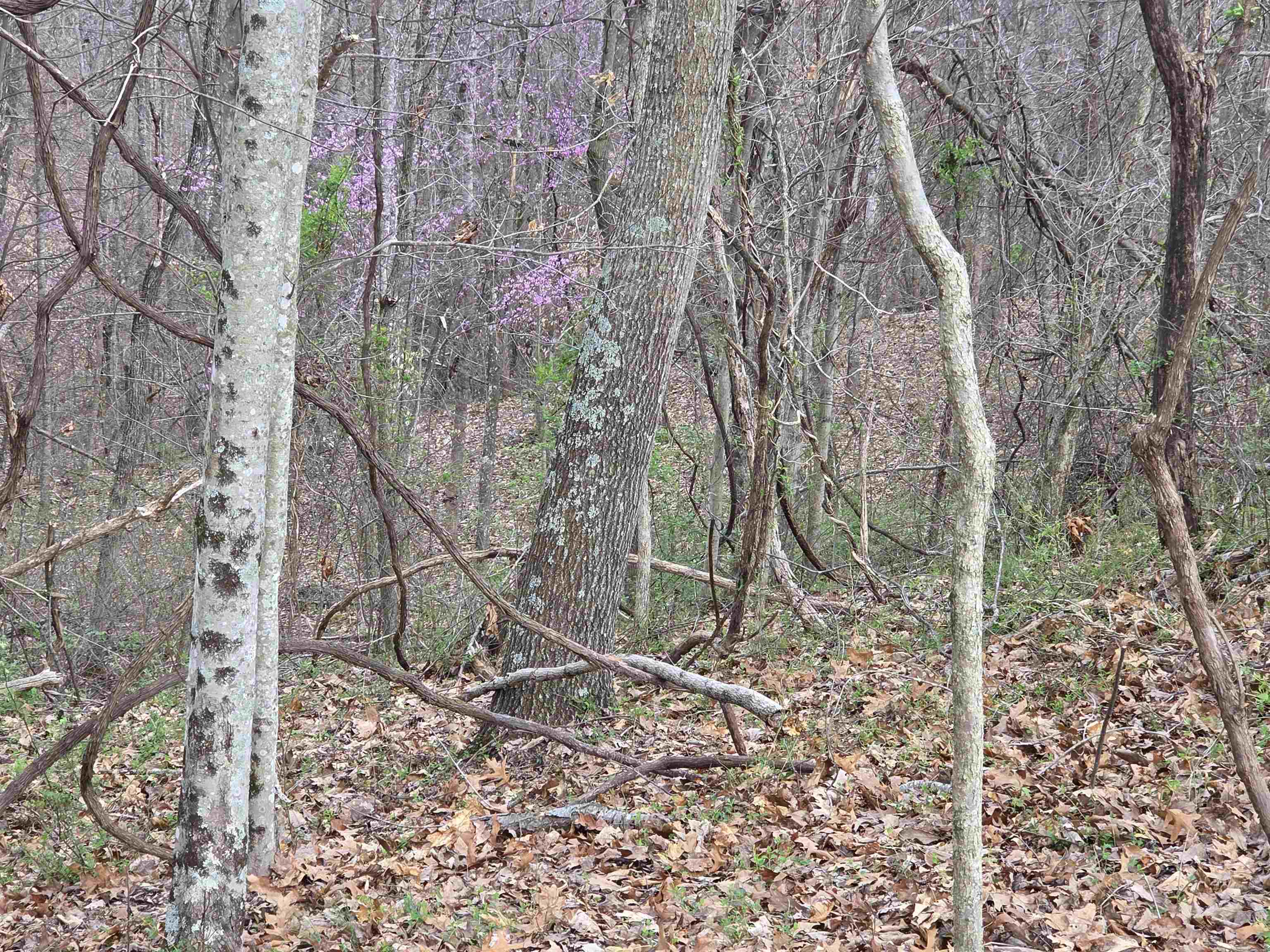 Kiser Fork Road Olive Hill, KY 41164 - Photo 38 of 46 Gallery Image 38