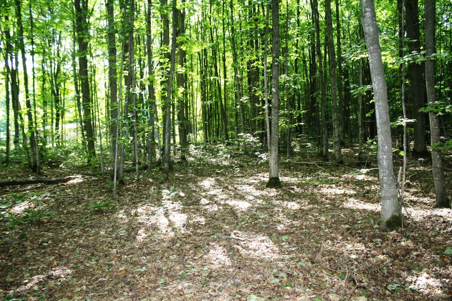 Estelle Road Gaylord, MI 49735 - Photo 7 of 12