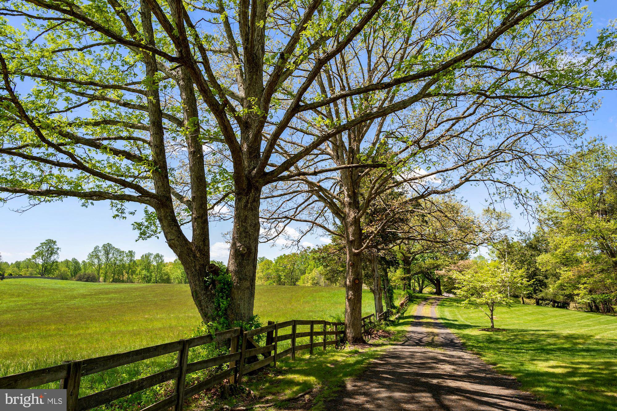 10187 Cliff Mills Road Marshall, VA 20115 - Photo 9 of 46 Tree lined drive