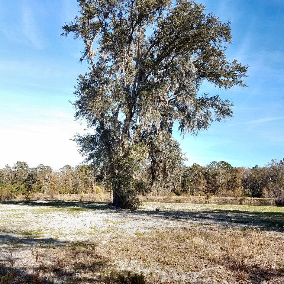 Lot 6 Chisolm Road Johns Island, SC 29455 - Photo 8 of 16 Lot 6 Chisolm Road