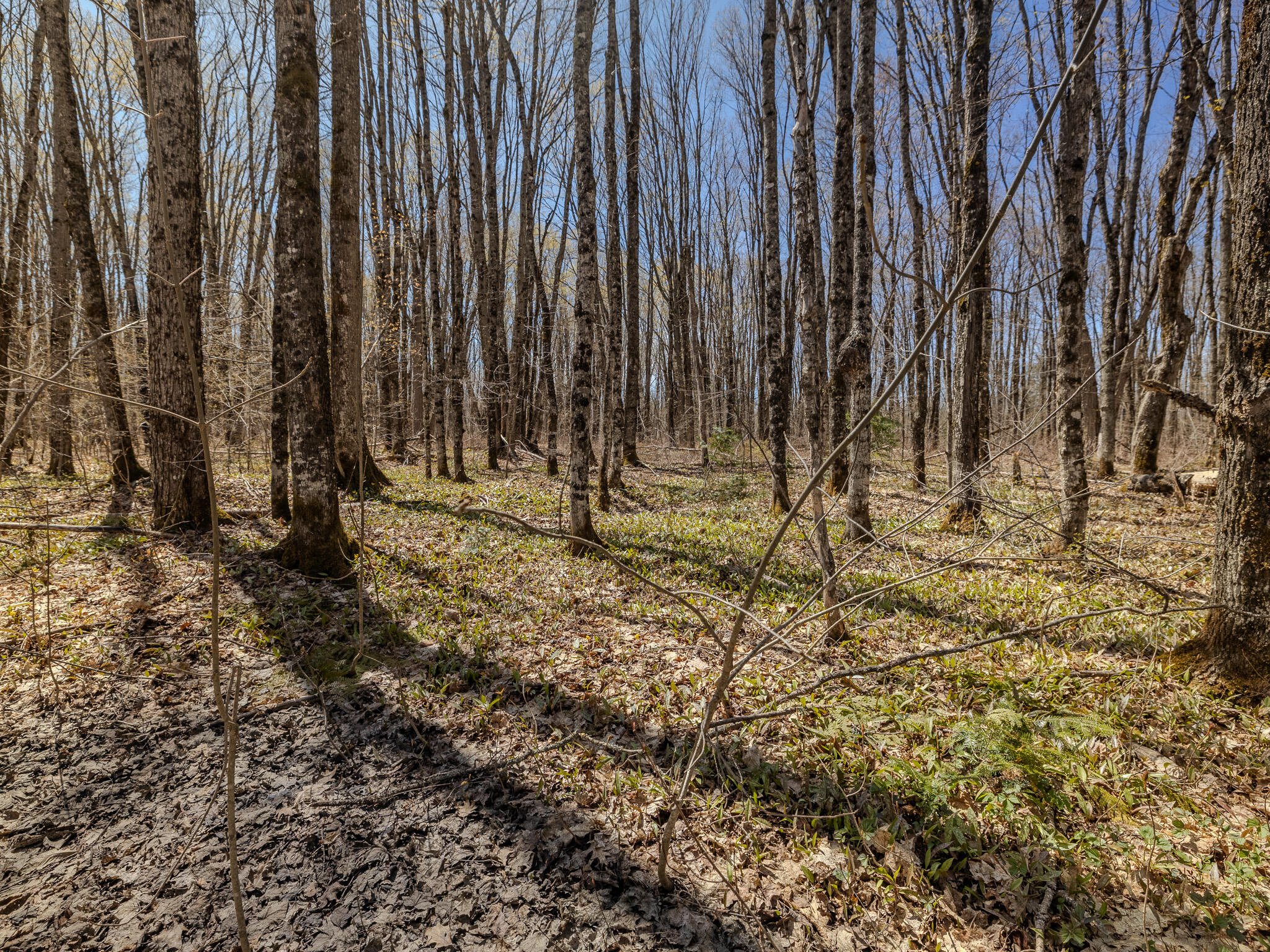 Lot3 East Shore Road Ewen, MI 49925 - Photo 16 of 25 048A2058-HDR