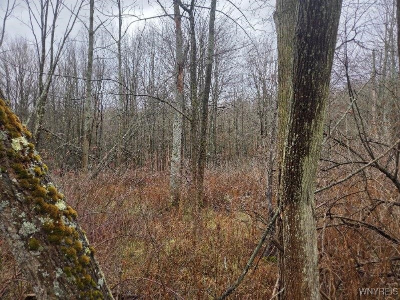 Beech Tree Rd Valley West Valley, NY 14171 - Photo 11 of 14