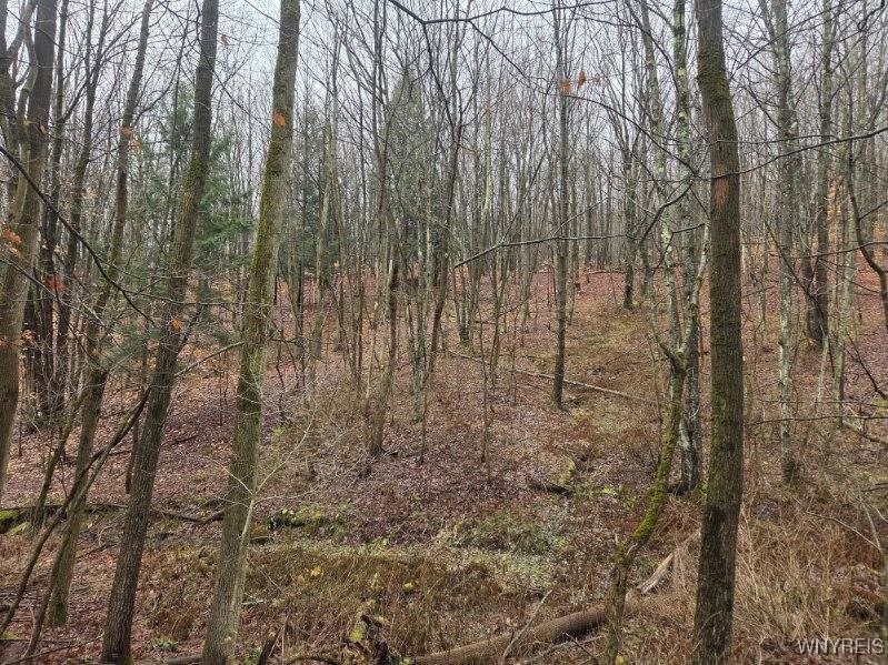 Beech Tree Rd Valley West Valley, NY 14171 - Photo 13 of 14