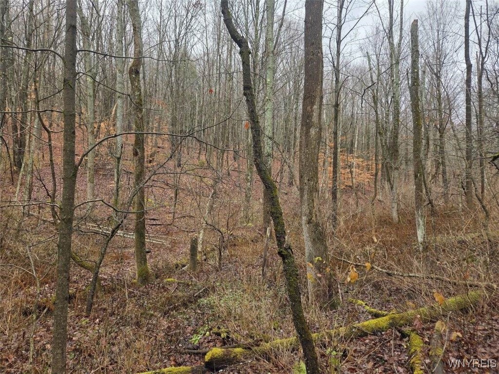 Beech Tree Rd Valley West Valley, NY 14171 - Photo 2 of 14