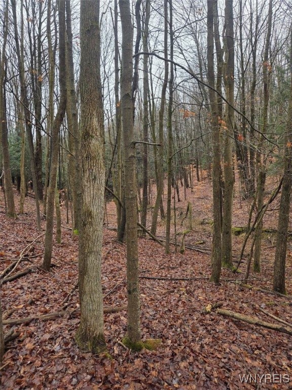 Beech Tree Rd Valley West Valley, NY 14171 - Photo 6 of 14