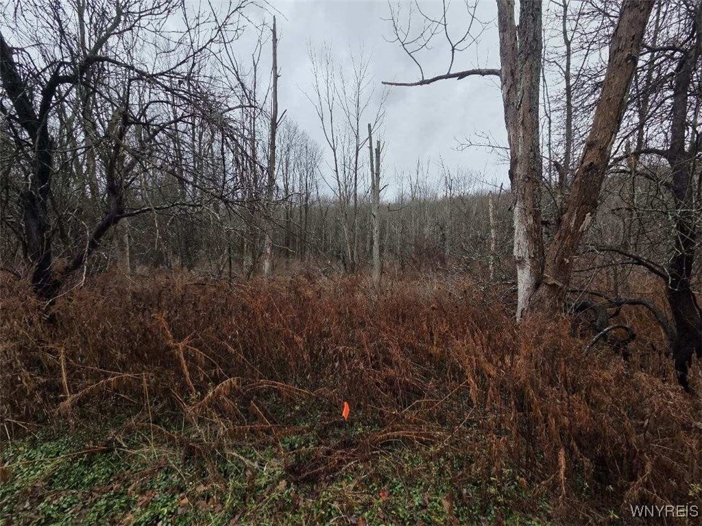 Beech Tree Rd Valley West Valley, NY 14171 - Photo 7 of 14