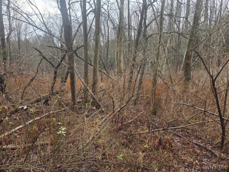 Beech Tree Rd Valley West Valley, NY 14171 - Photo 8 of 14