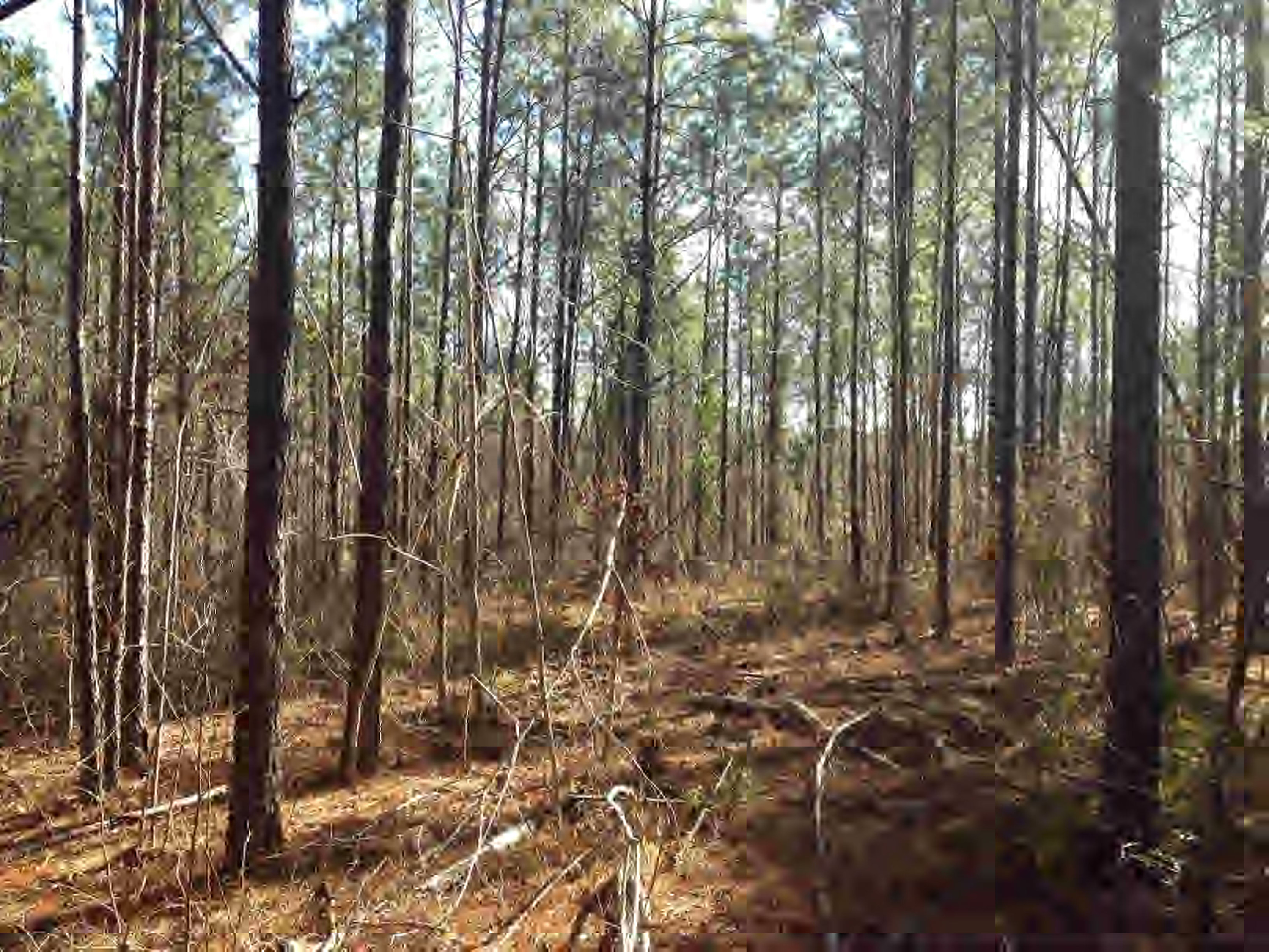 Burris Road Smithdale, MS 39664 - Photo 1 of 1 Main View