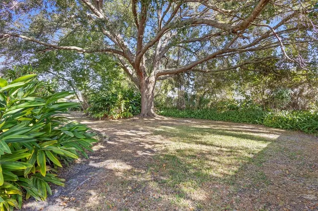 a view of a yard with large trees