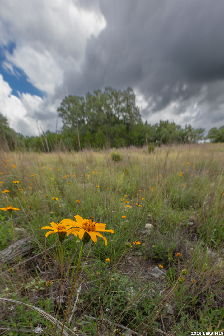 563 Abodar Trail Spring Branch, TX 78070 - Photo 10 of 55