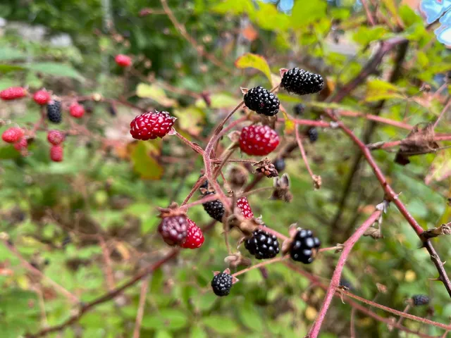 $495,000 | 37 Alpine Drive, Porter, ME 04068