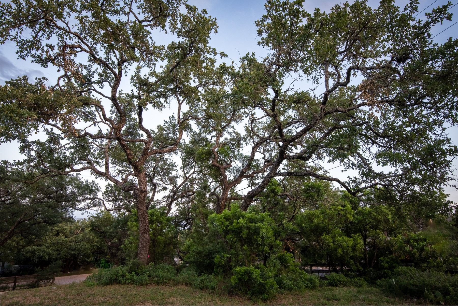 1106 The High Road Austin, TX 78746 - Photo 7 of 20 Gorgeous mature live oaks away from the view area.