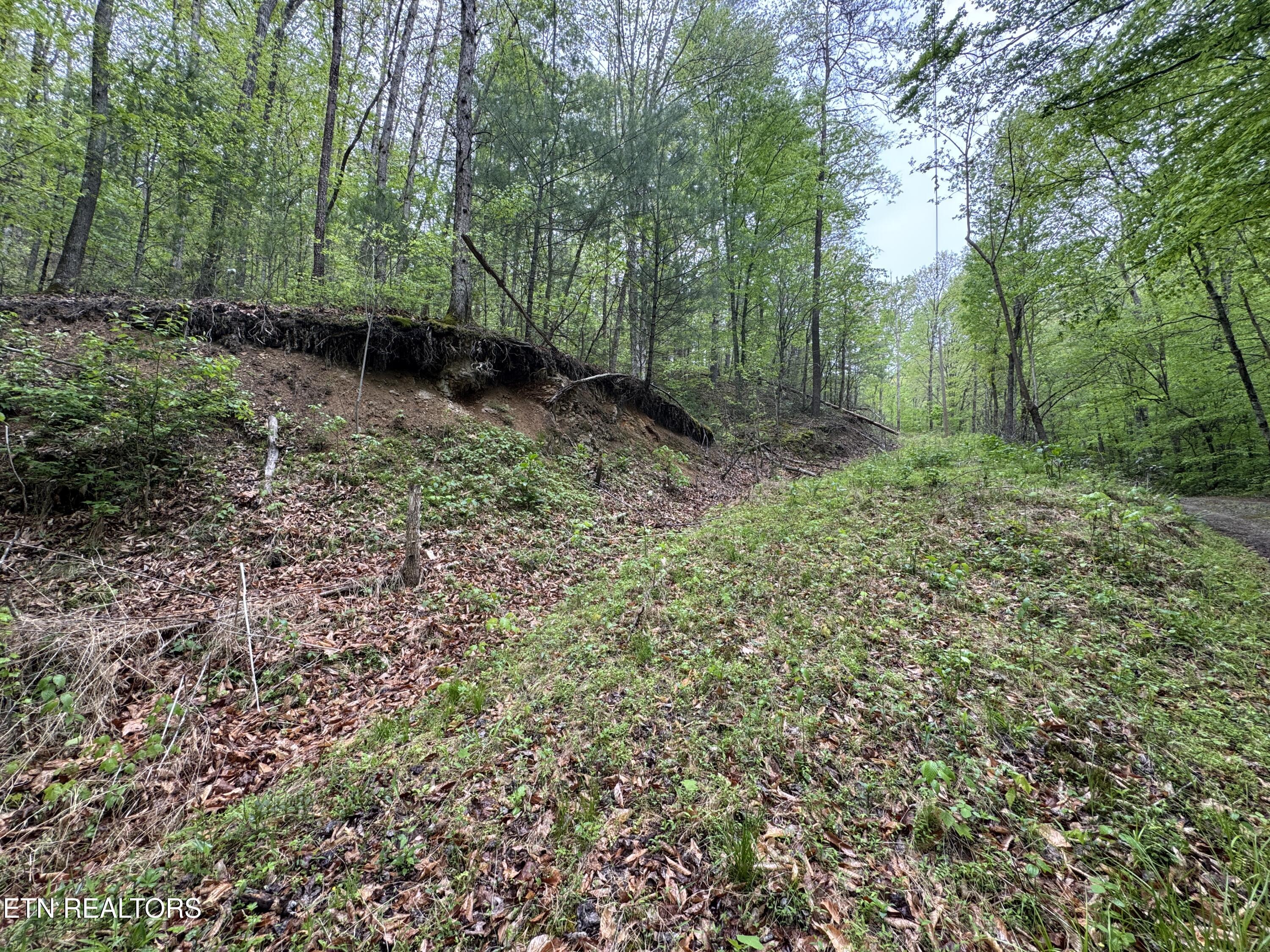 376 Summer House Hollow Road Del Rio, TN 37727 - Photo 1 of 18 IMG_3657