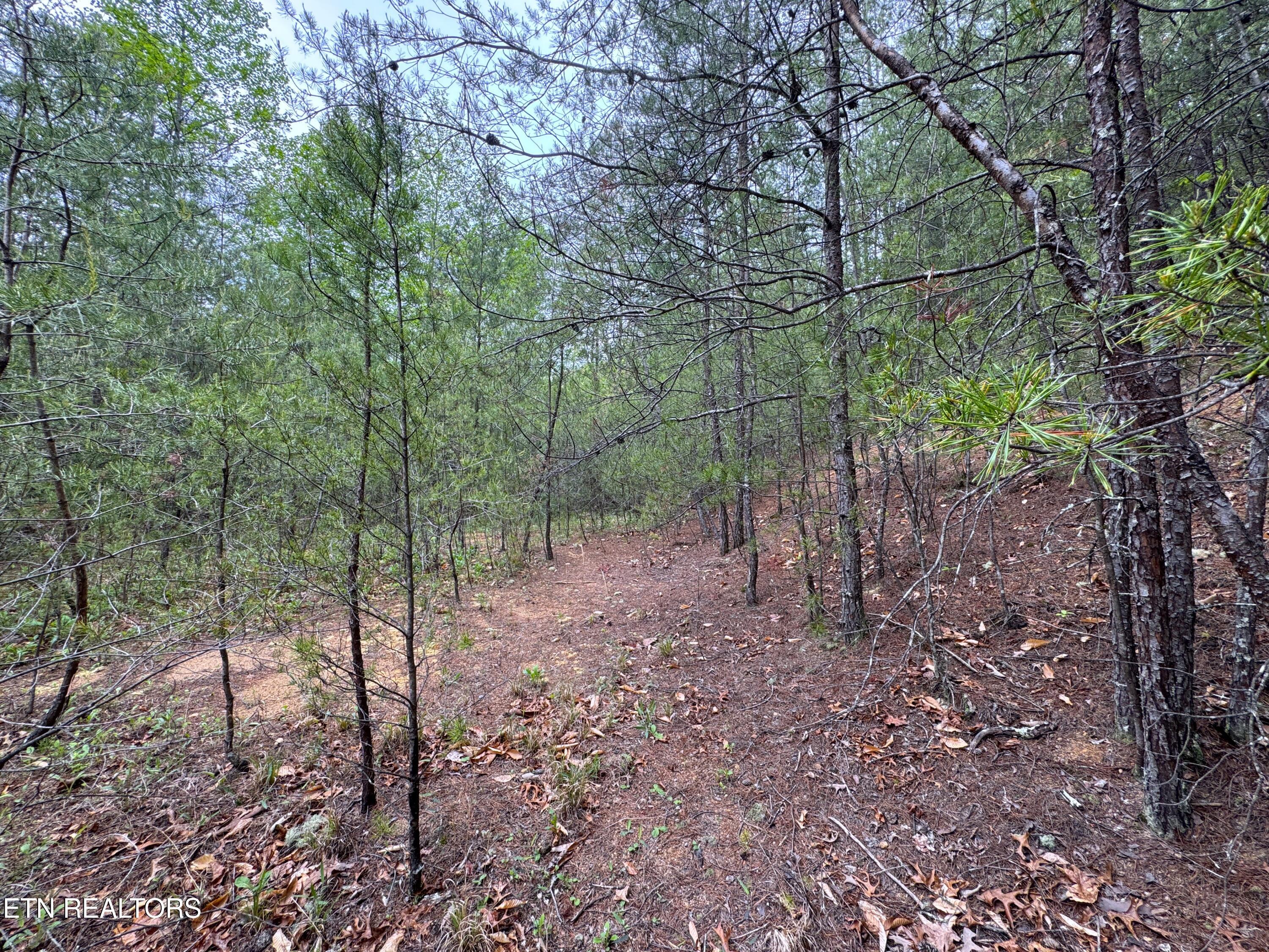 376 Summer House Hollow Road Del Rio, TN 37727 - Photo 12 of 18 IMG_3668