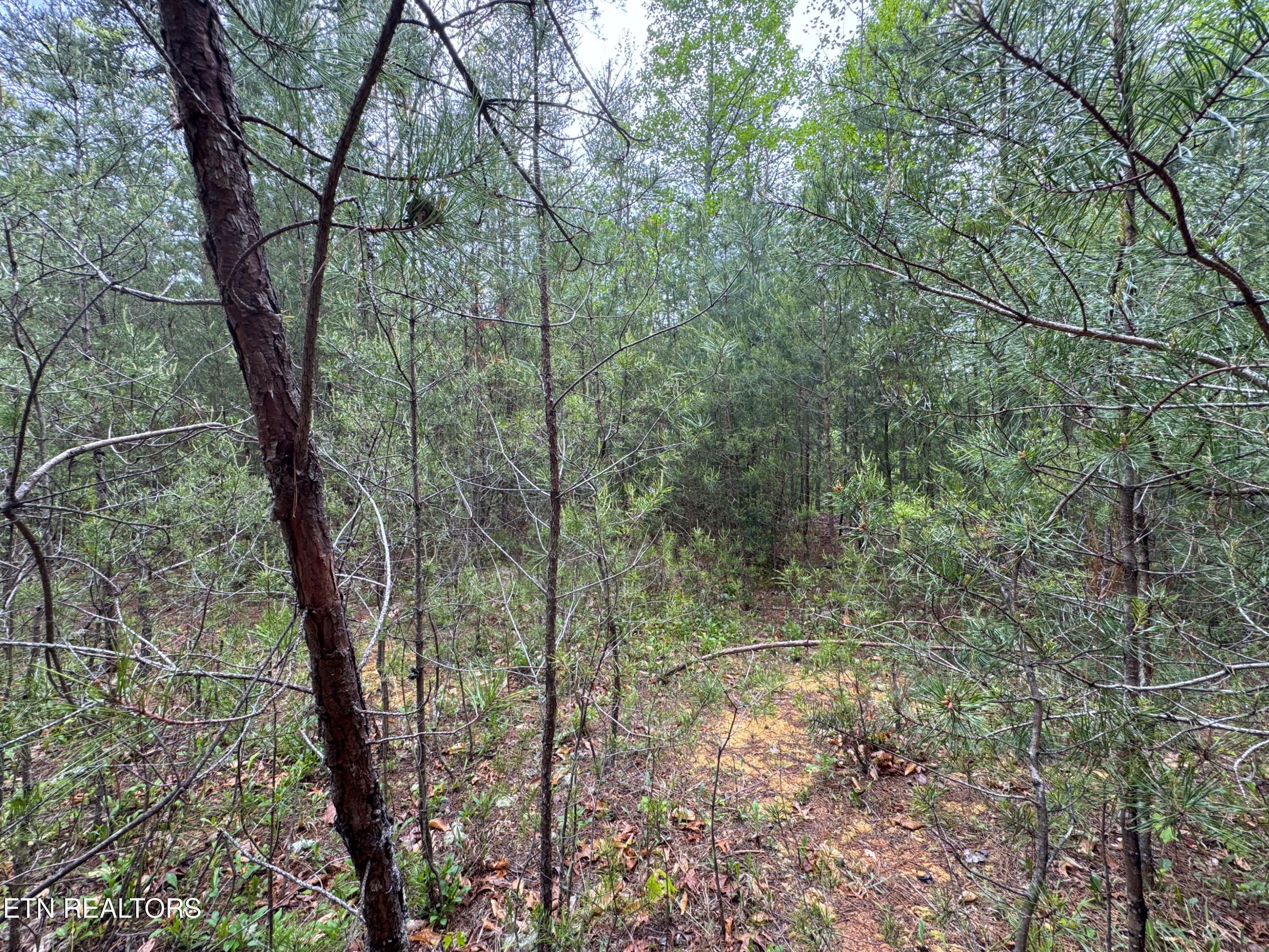 376 Summer House Hollow Road Del Rio, TN 37727 - Photo 13 of 18 IMG_3670