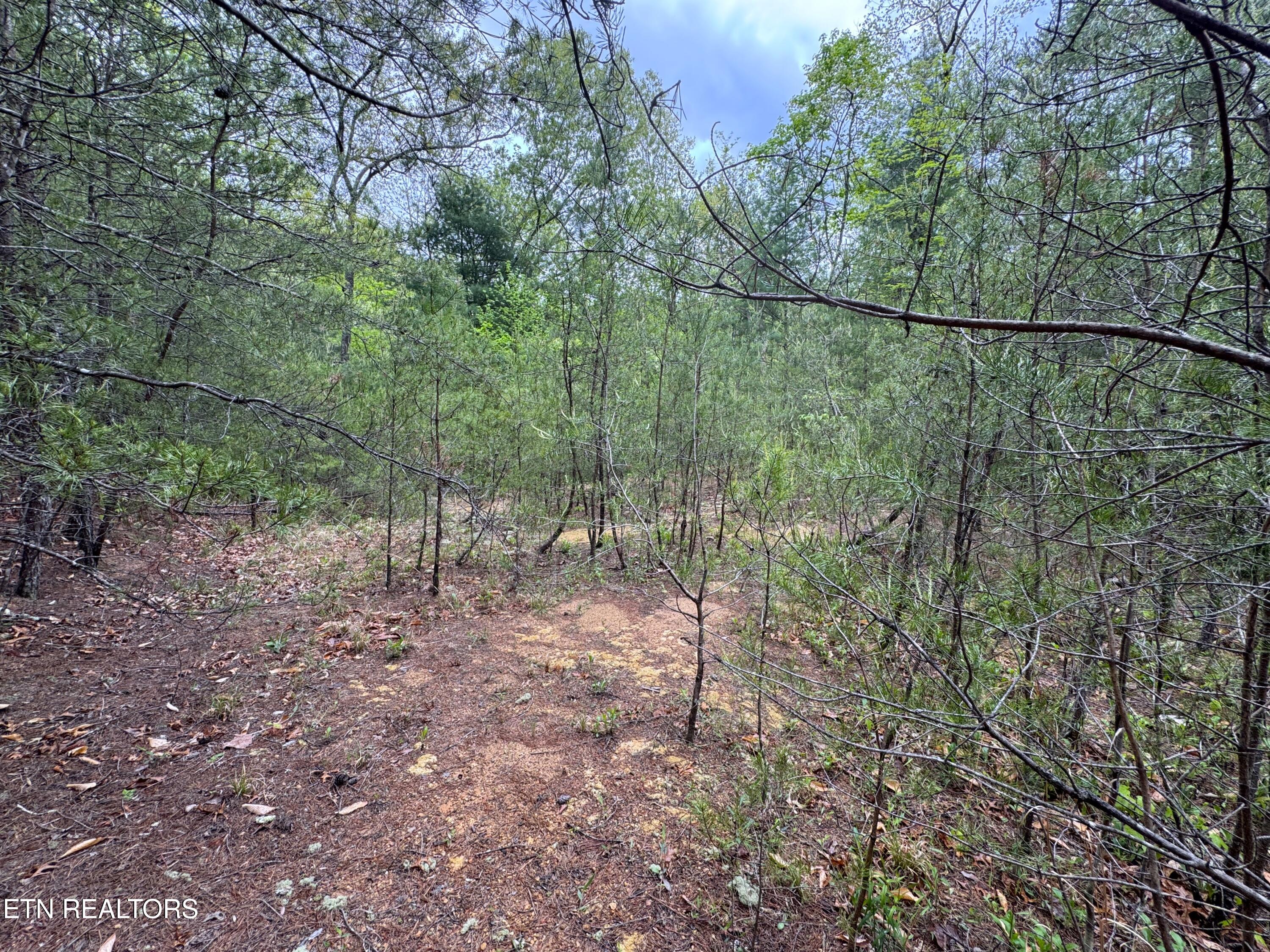 376 Summer House Hollow Road Del Rio, TN 37727 - Photo 14 of 18 IMG_3671