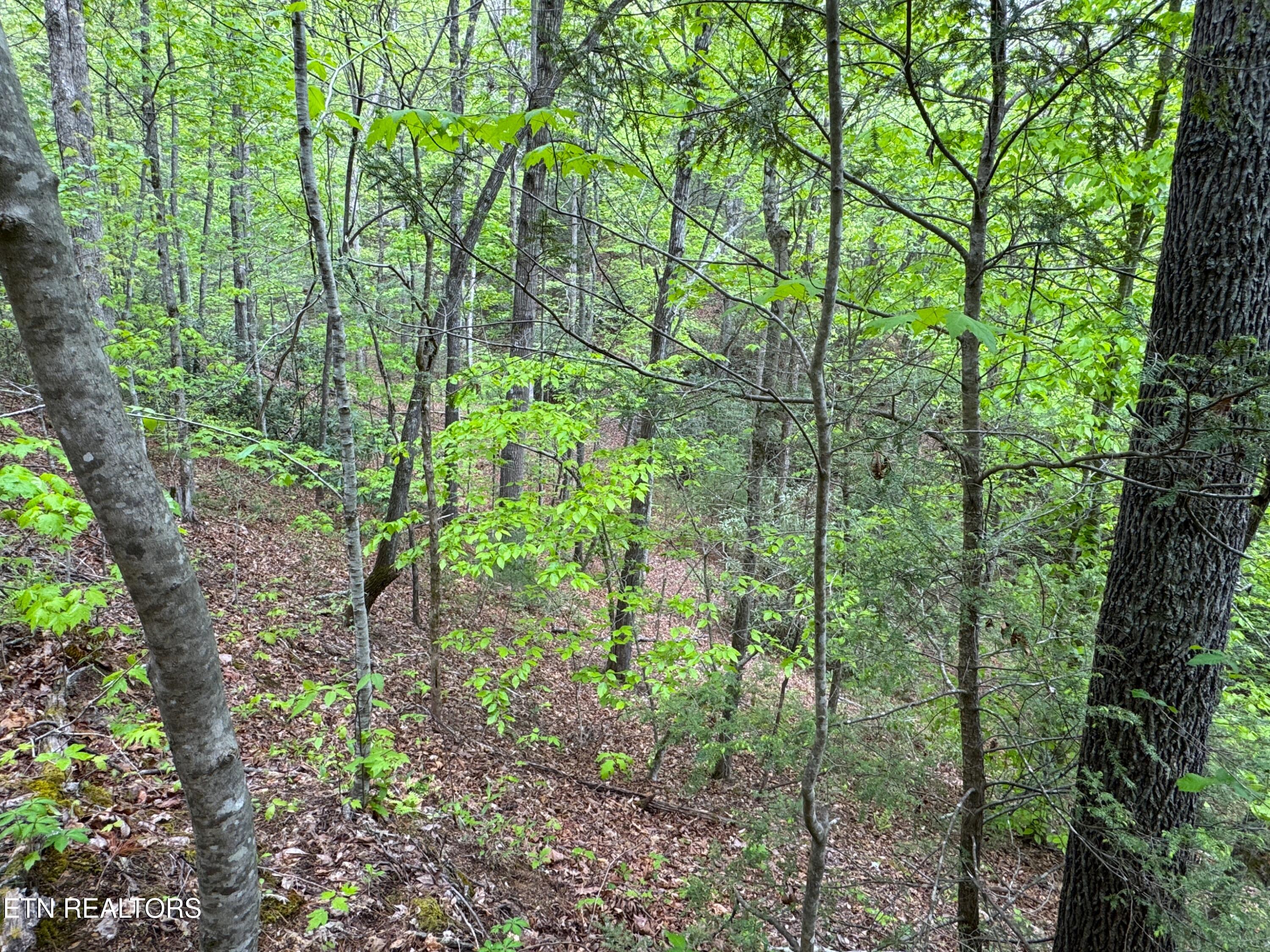 376 Summer House Hollow Road Del Rio, TN 37727 - Photo 15 of 18 IMG_3672