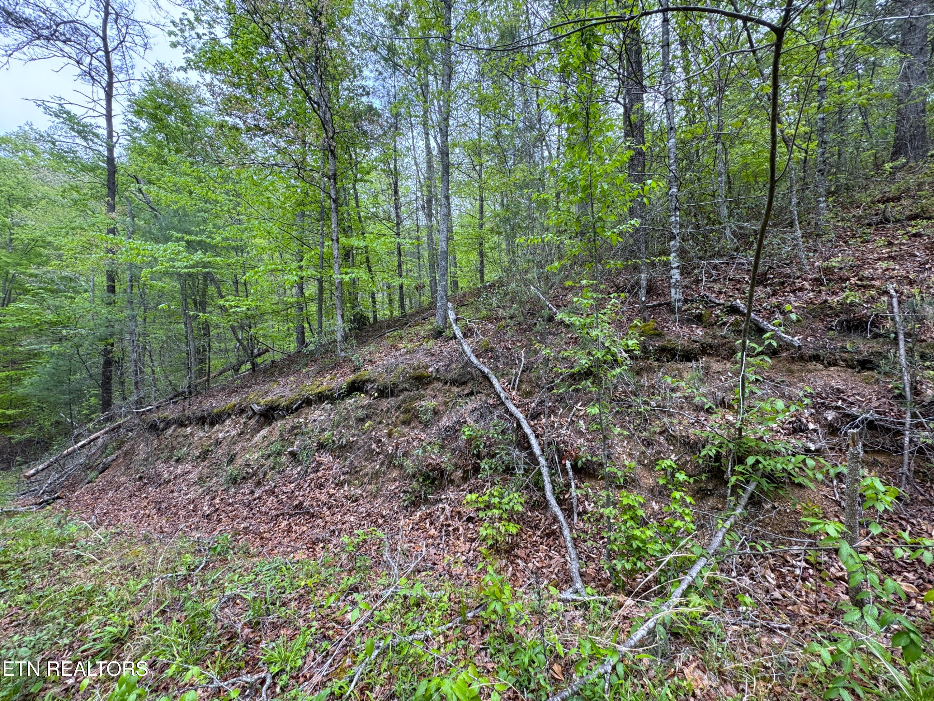 376 Summer House Hollow Road Del Rio, TN 37727 - Photo 2 of 18 IMG_3658