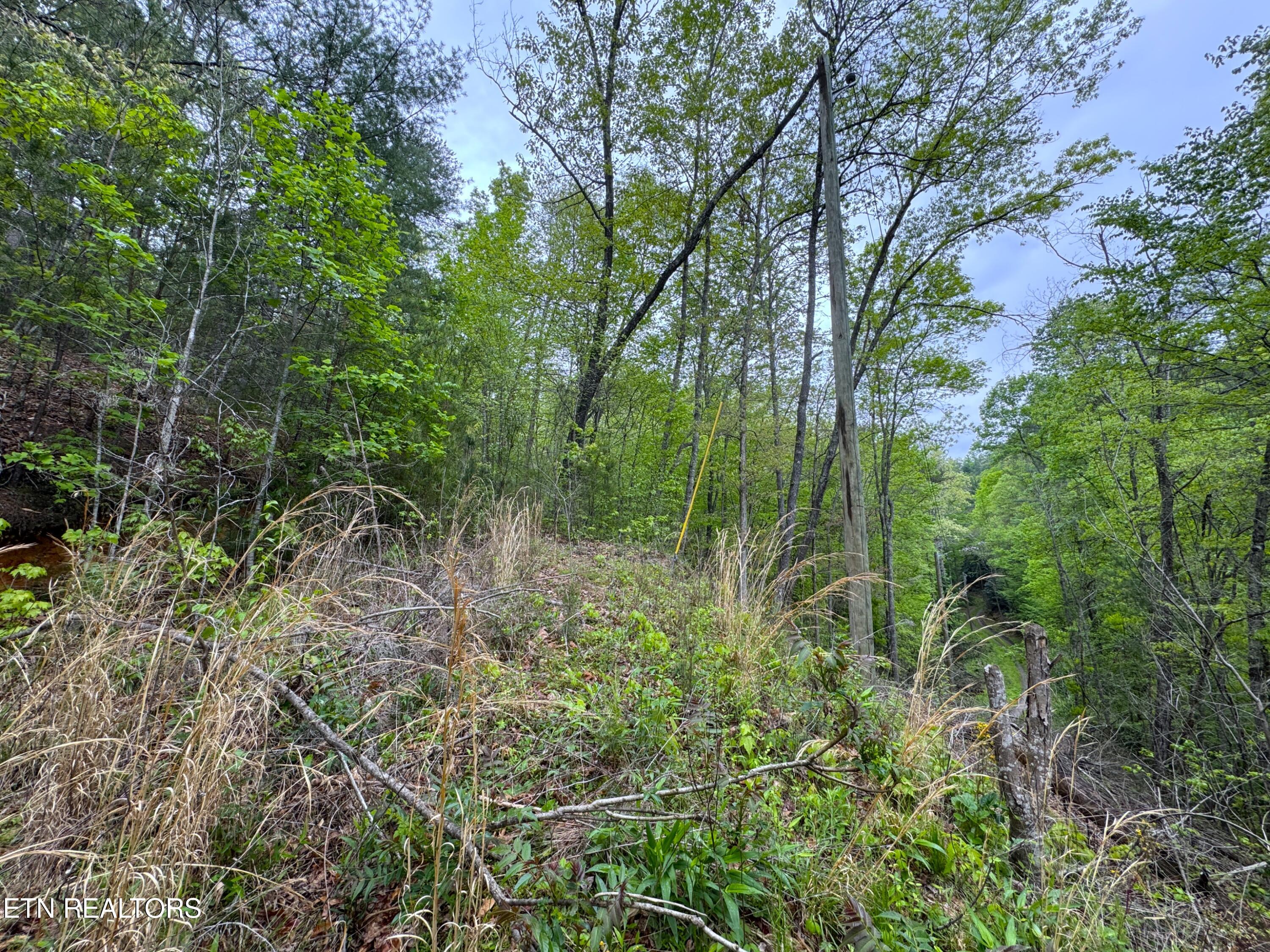 376 Summer House Hollow Road Del Rio, TN 37727 - Photo 3 of 18 IMG_3659