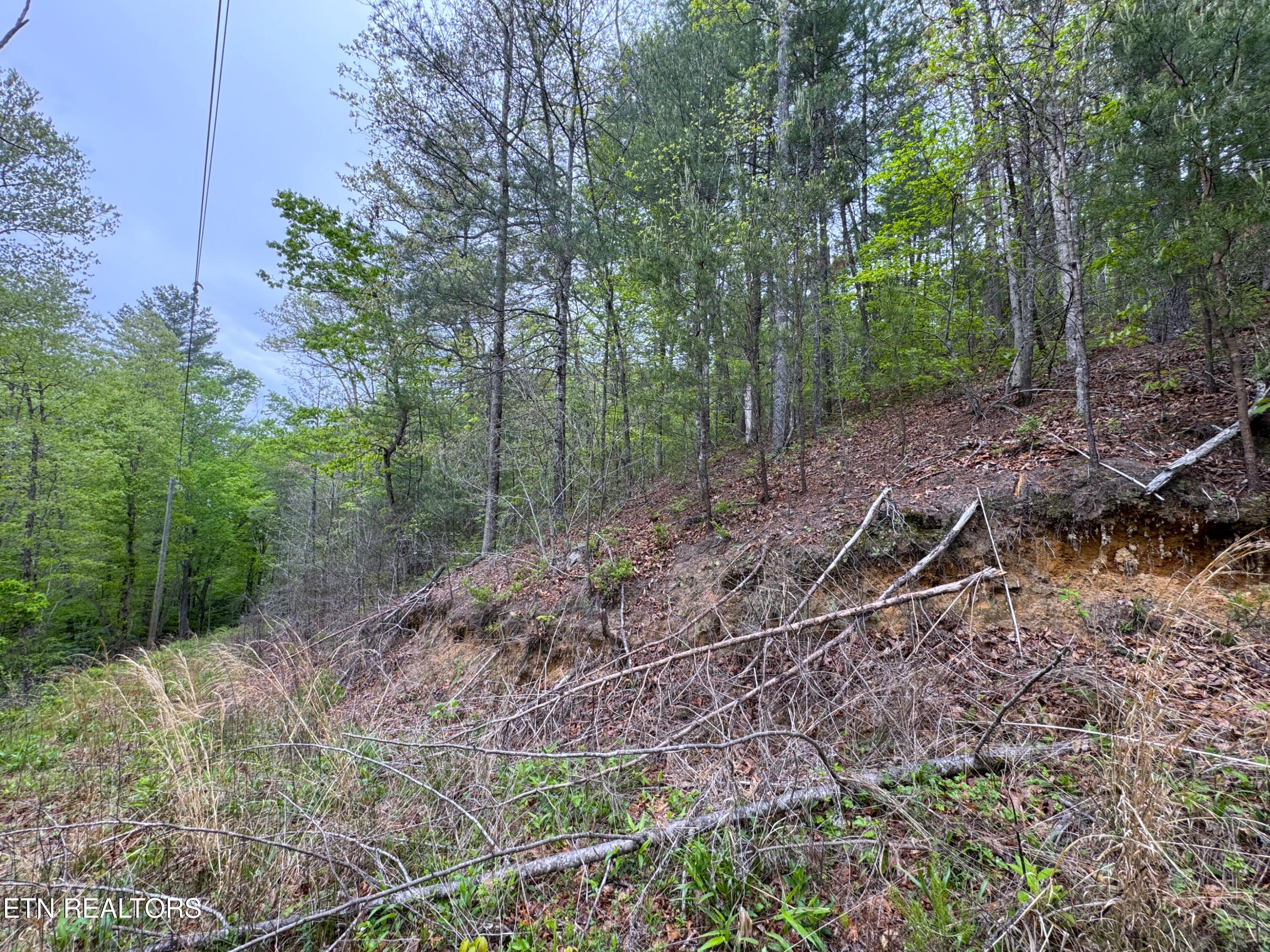 376 Summer House Hollow Road Del Rio, TN 37727 - Photo 4 of 18 IMG_3660