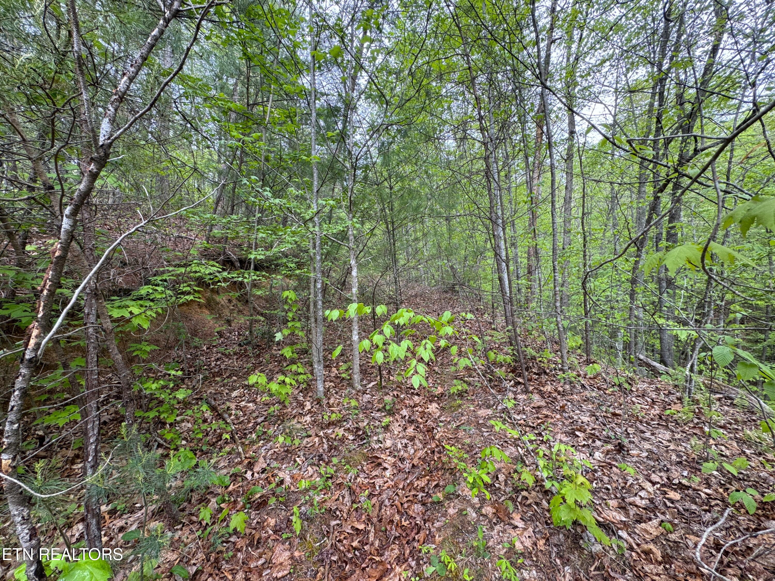 376 Summer House Hollow Road Del Rio, TN 37727 - Photo 5 of 18 IMG_3661