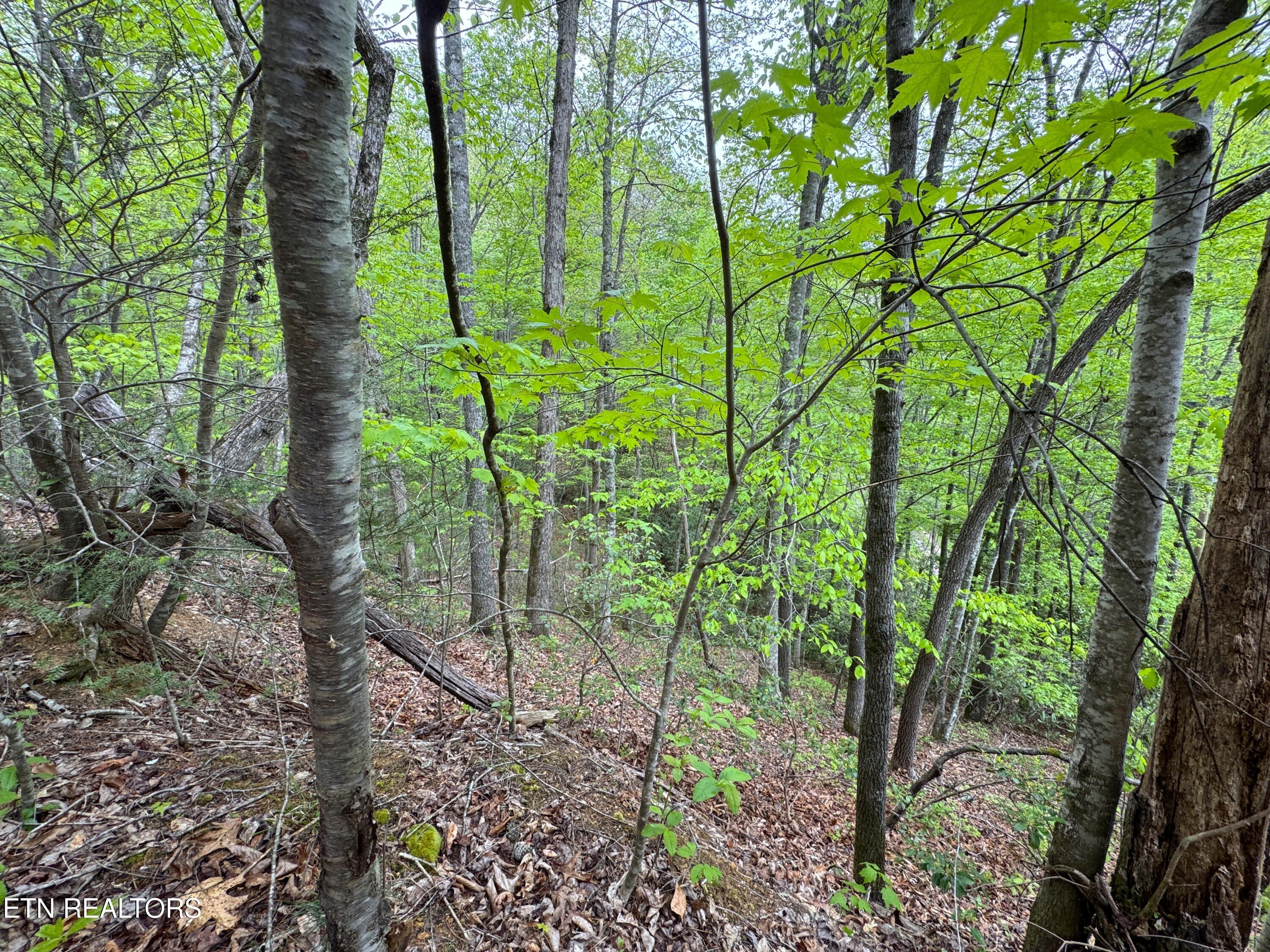 376 Summer House Hollow Road Del Rio, TN 37727 - Photo 6 of 18 IMG_3662