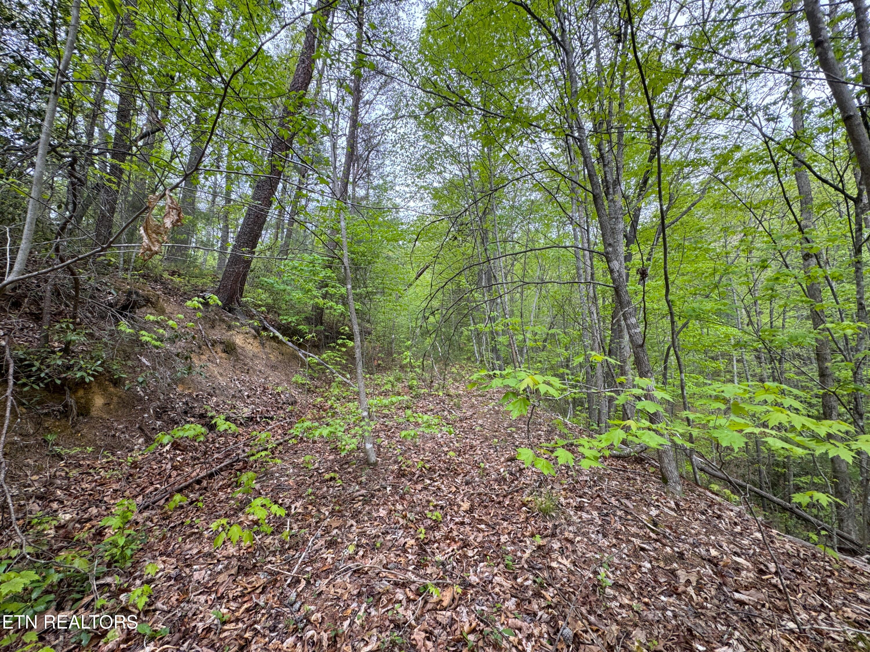 376 Summer House Hollow Road Del Rio, TN 37727 - Photo 7 of 18 IMG_3663