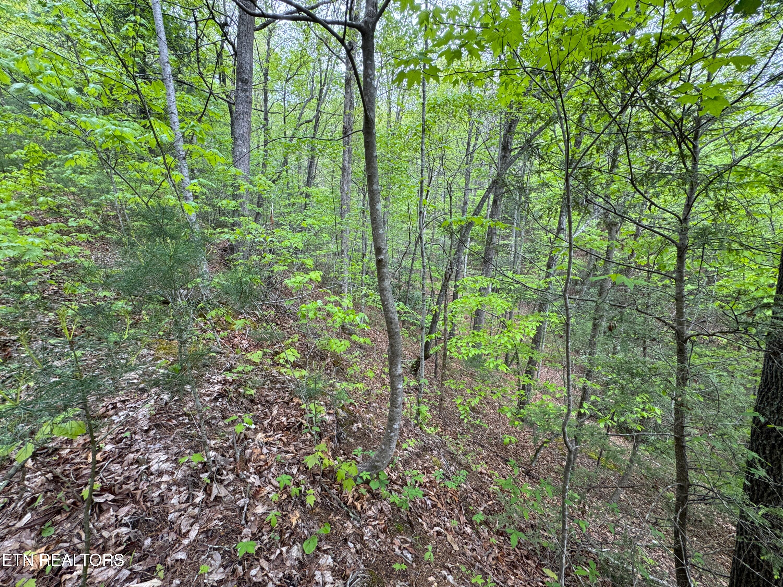 376 Summer House Hollow Road Del Rio, TN 37727 - Photo 8 of 18 IMG_3664