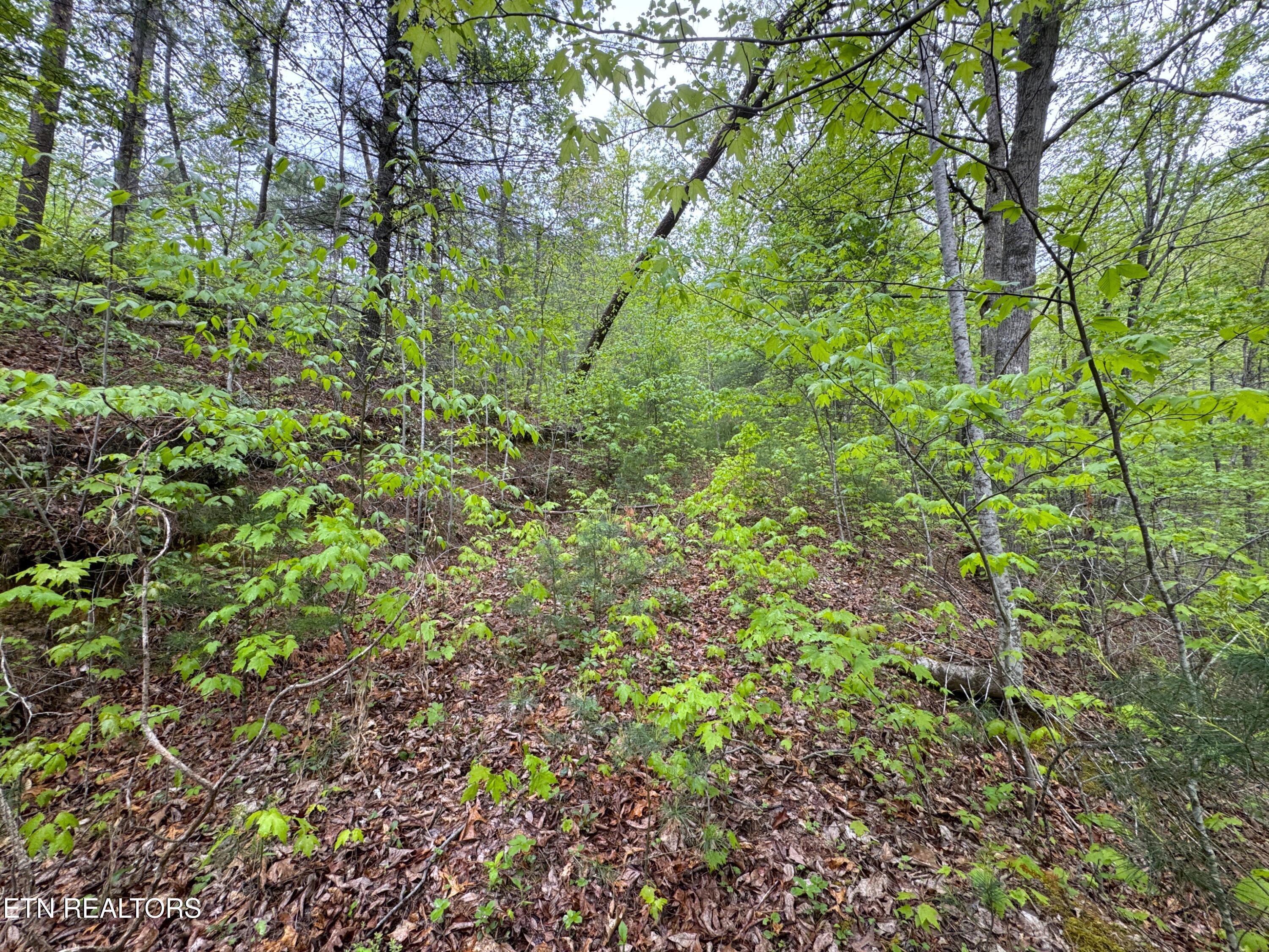 376 Summer House Hollow Road Del Rio, TN 37727 - Photo 9 of 18 IMG_3665