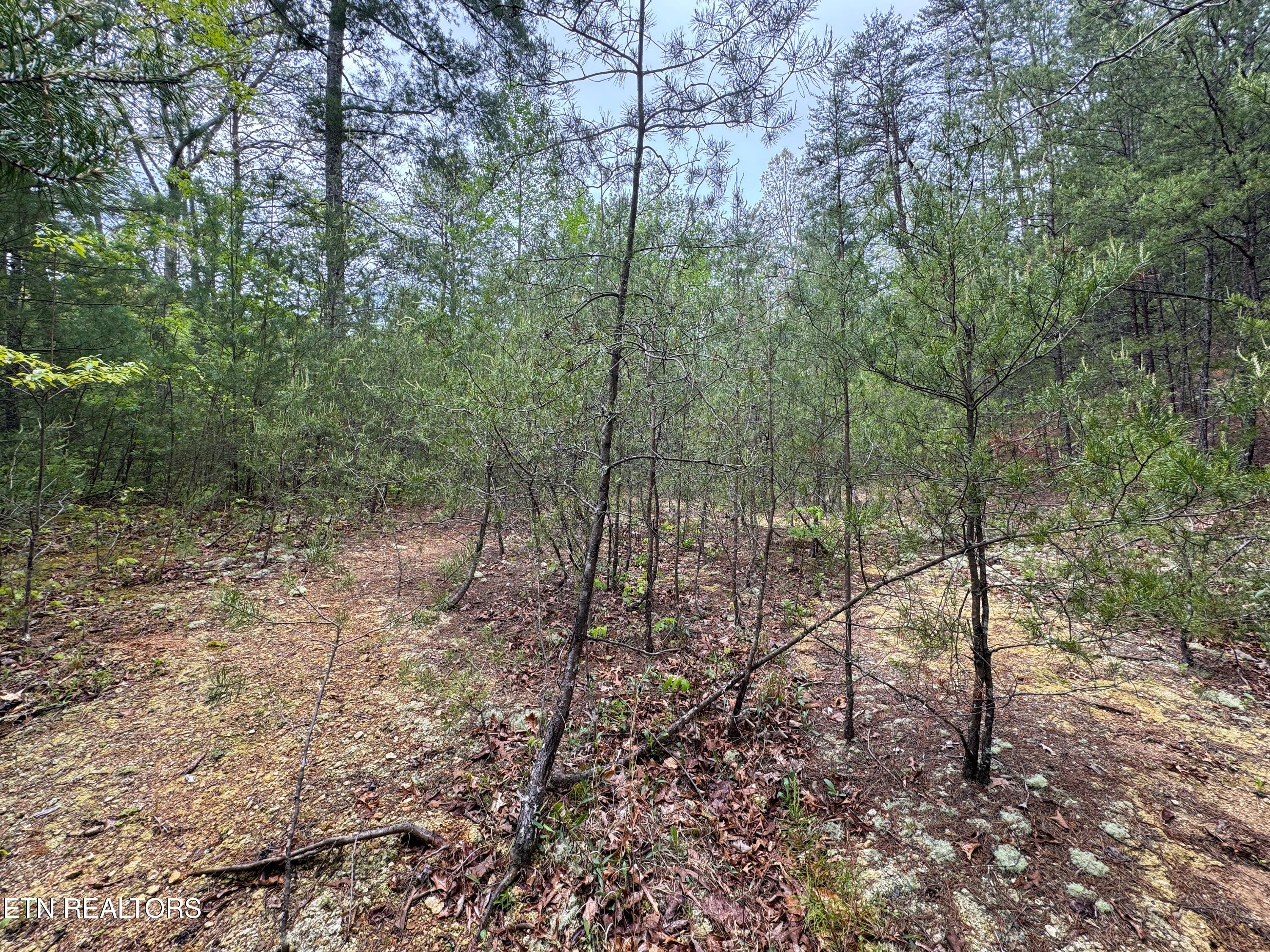 376 Summer House Hollow Road Del Rio, TN 37727 - Photo 10 of 18 IMG_3666