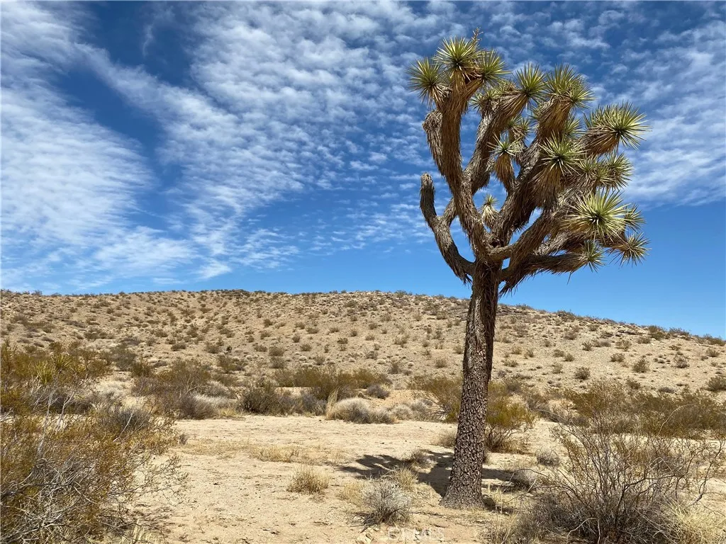 3025 Flamingo Joshua Tree, CA 92252 - Photo 8 of 29